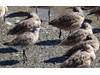 Photo of Limosa lapponica